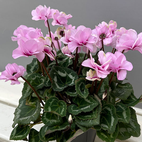 ミニシクラメン(八重咲):スクリュースター:ライトピンク系3号ポット