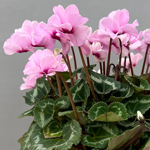 ミニシクラメン(八重咲):スクリュースター:ライトピンク系3号ポット