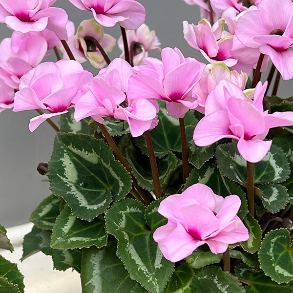 ミニシクラメン(八重咲):スクリュースター:ライトピンク系3号ポット