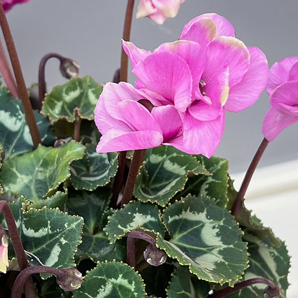 ミニシクラメン(八重咲):スクリュースター:ライトピンク系3号ポット