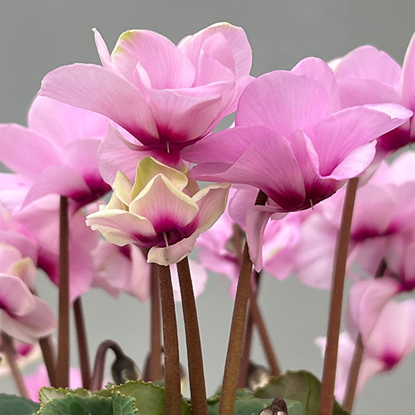 ミニシクラメン(八重咲):スクリュースター:ライトピンク系3号ポット