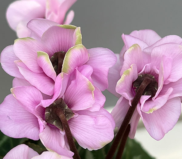 ミニシクラメン(八重咲):スクリュースター:ライトピンク系3号ポット