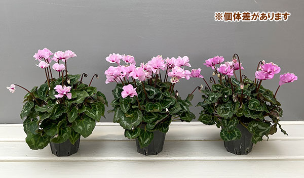 ミニシクラメン(八重咲):スクリュースター:ライトピンク系3号ポット