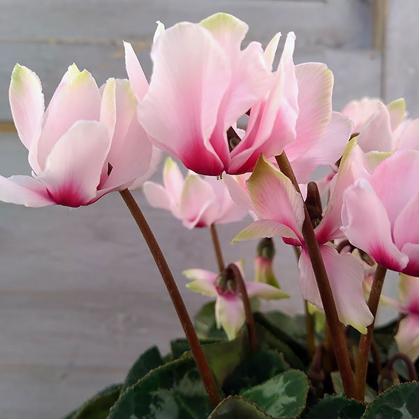 ミニシクラメン(八重咲):スクリュースター:ライトピンク系3号ポット