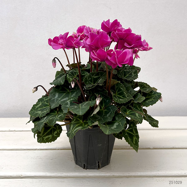 ミニシクラメン(八重咲):スクリュースター:ローズピンク系3号ポット