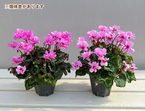 シクラメン:スクリュースター ローズピンク系3号ポット