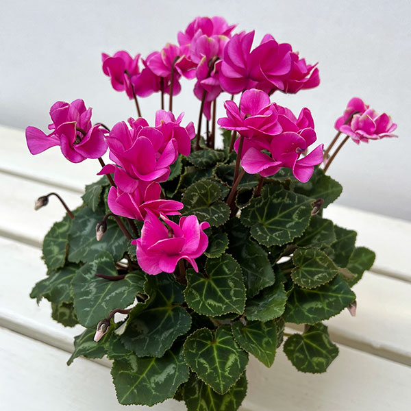 ミニシクラメン(八重咲):スクリュースター:ローズピンク系3号ポット