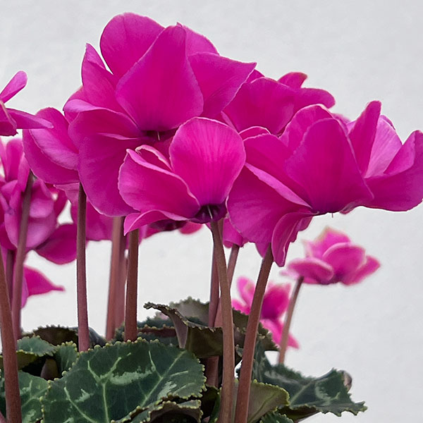 ミニシクラメン(八重咲):スクリュースター:ローズピンク系3号ポット