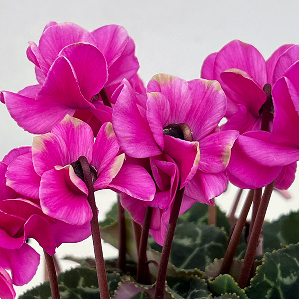 ミニシクラメン(八重咲):スクリュースター:ローズピンク系3号ポット