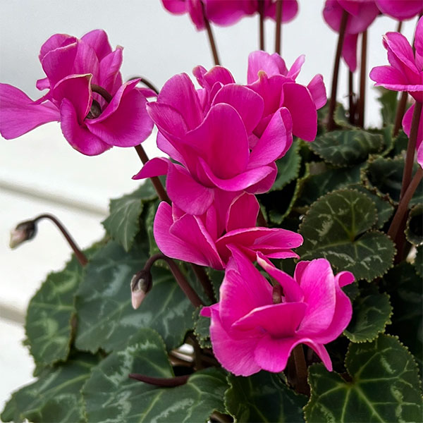 ミニシクラメン(八重咲):スクリュースター:ローズピンク系3号ポット