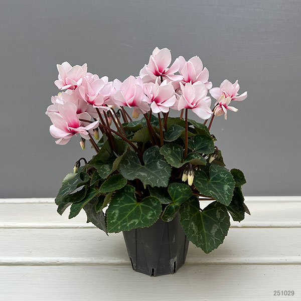 ミニシクラメン(八重咲):スクリュースター:ホワイト系3号ポット