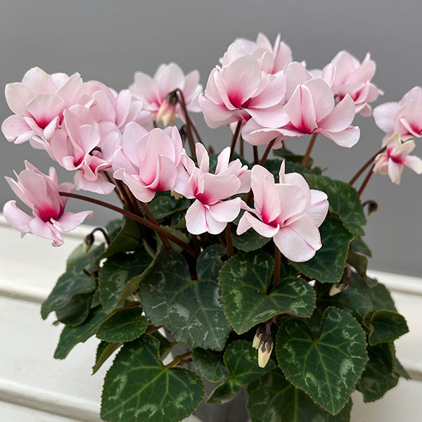 ミニシクラメン(八重咲):スクリュースター:ホワイト系3号ポット