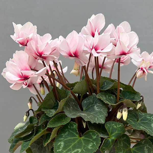 ミニシクラメン(八重咲):スクリュースター:ホワイト系3号ポット