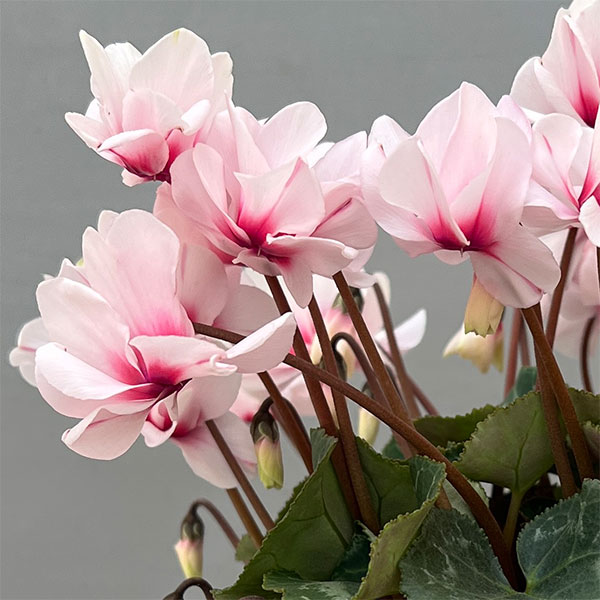 ミニシクラメン(八重咲):スクリュースター:ホワイト系3号ポット