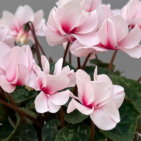 ミニシクラメン(八重咲):スクリュースター:ホワイト系3号ポット