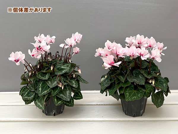 ミニシクラメン(八重咲):スクリュースター:ホワイト系3号ポット