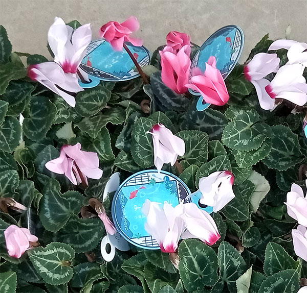 ミニシクラメン：きんぎょ（花色アソート）3号ロングポット 3株