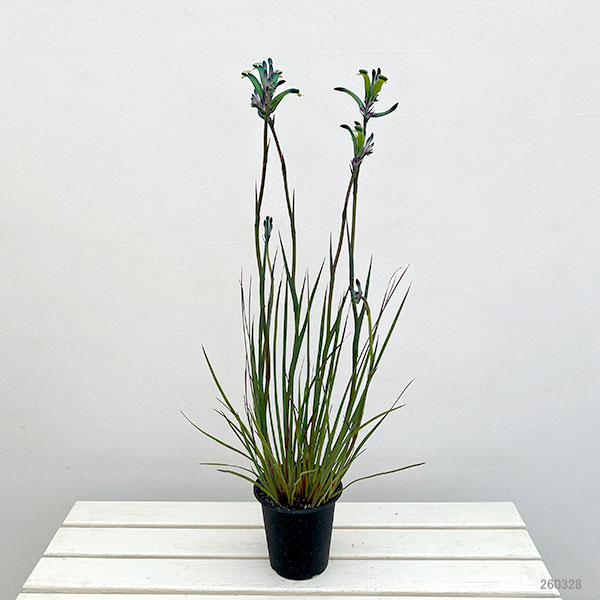 カンガルーポー：マスカレード　5号鉢植え
