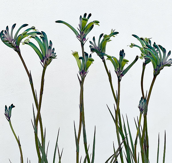 カンガルーポー：マスカレード　5号鉢植え