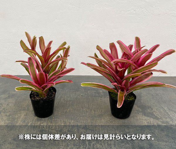 ネオレゲリア:ファイヤーボール 3号