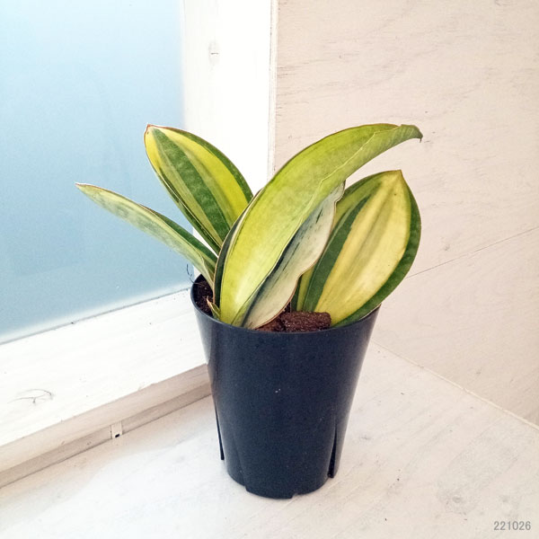 園芸ネット本店｜サンセベリア：マッソニアーナ（斑入り） 4号22-02 の