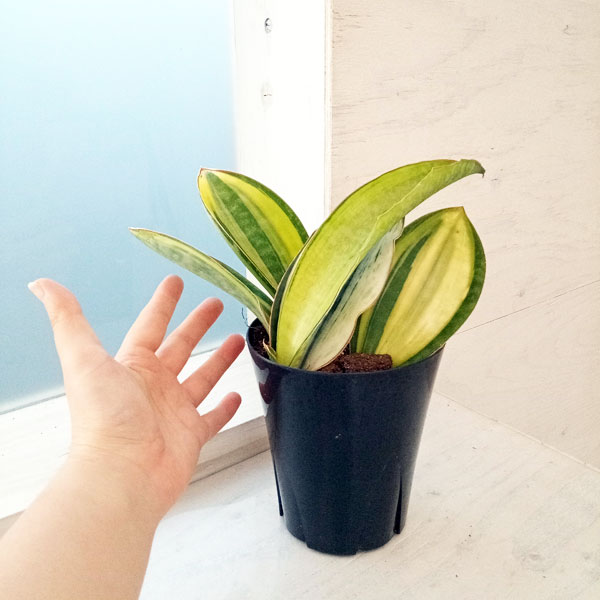 園芸ネット本店｜サンセベリア：マッソニアーナ（斑入り） 4号22-02 の