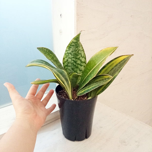 園芸ネット本店｜サンセベリア：マッソニアーナ（斑入り） 4号22-05 の