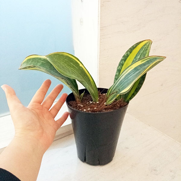 サンスベリア　マッソニアーナ　特大　40センチ以上 サンセベリア：マッソニアーナ（アオ） 7号22-02 の通販 | 園芸