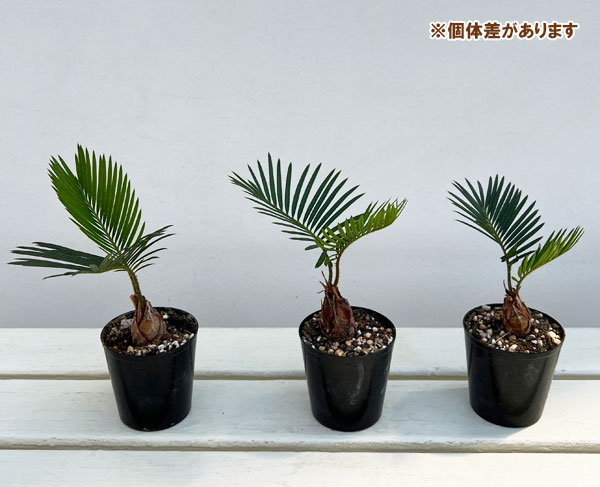 園芸ネット本店｜ソテツ（実生株）3号 の通販【公式】