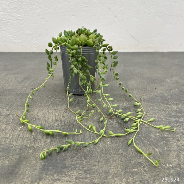 セネシオ:ピーチネックレス 2.5号