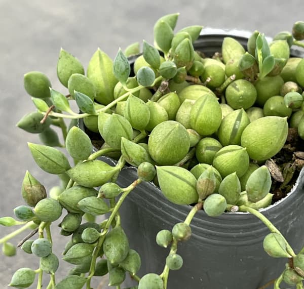 セネシオ:ピーチネックレス 2.5号