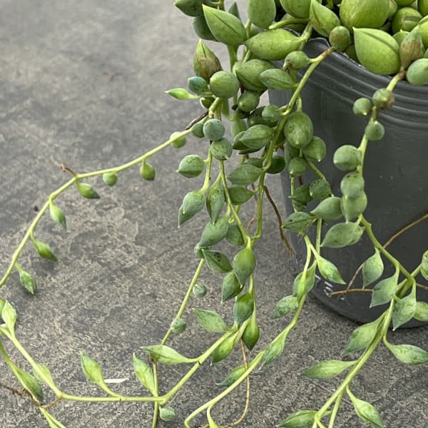 セネシオ:ピーチネックレス 2.5号