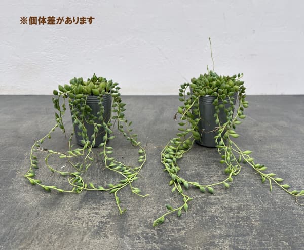 セネシオ:ピーチネックレス 2.5号