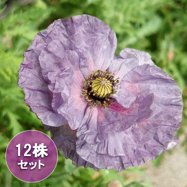 [送料無料]ポピー：アメージンググレー3号ポット* 12株セット
