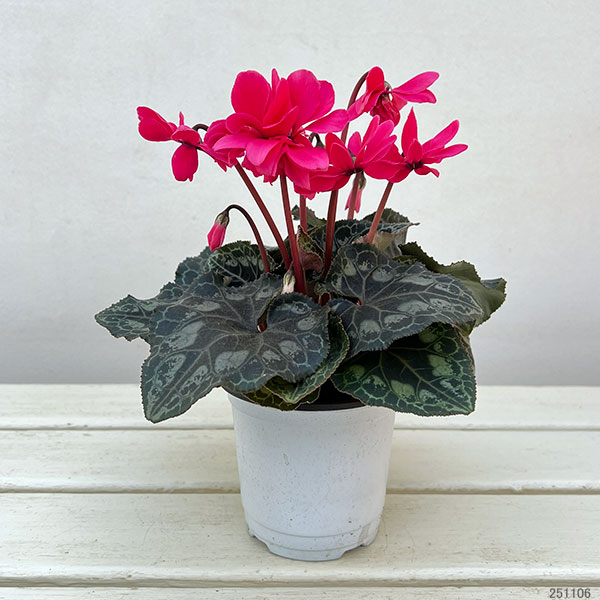 シクラメン：ローゼスローズ3.5号ポット