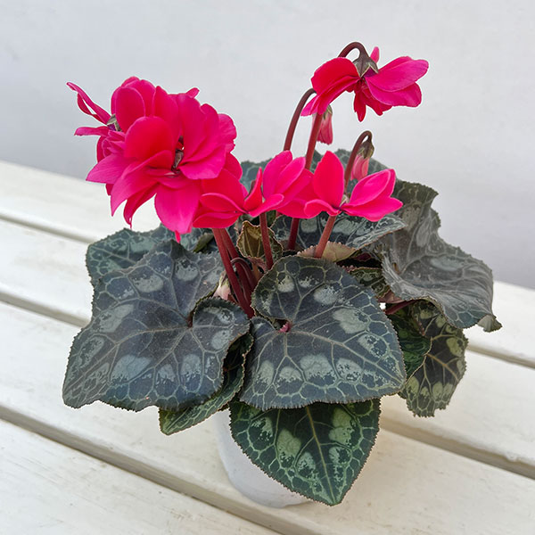 シクラメン：ローゼスローズ3.5号ポット