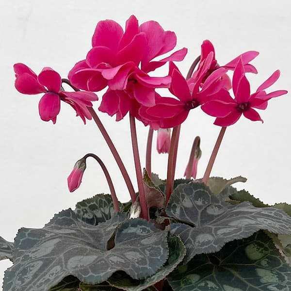 シクラメン：ローゼスローズ3.5号ポット