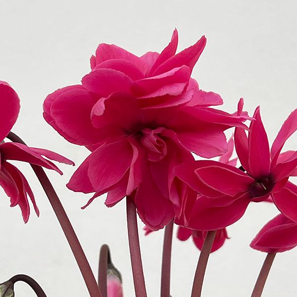 シクラメン：ローゼスローズ3.5号ポット