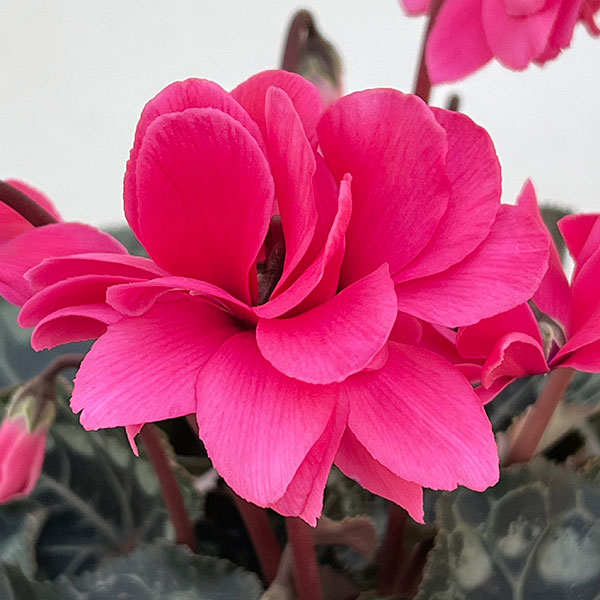 シクラメン：ローゼスローズ3.5号ポット