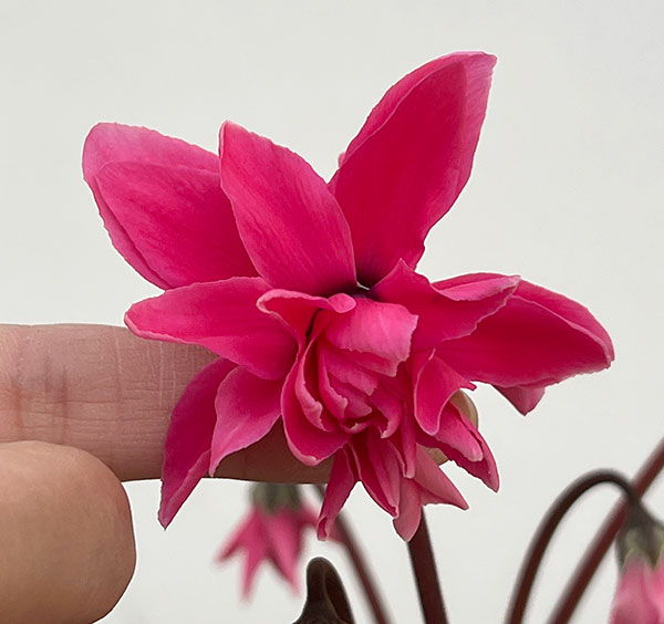 シクラメン：ローゼスローズ3.5号ポット