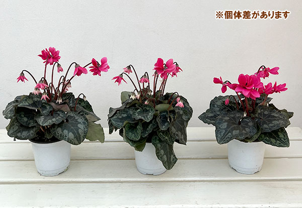 シクラメン：ローゼスローズ3.5号ポット