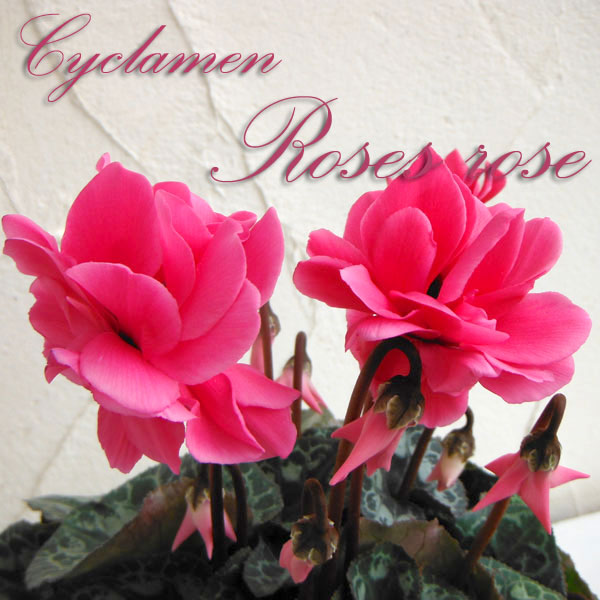 シクラメン：ローゼスローズ3.5号ポット
