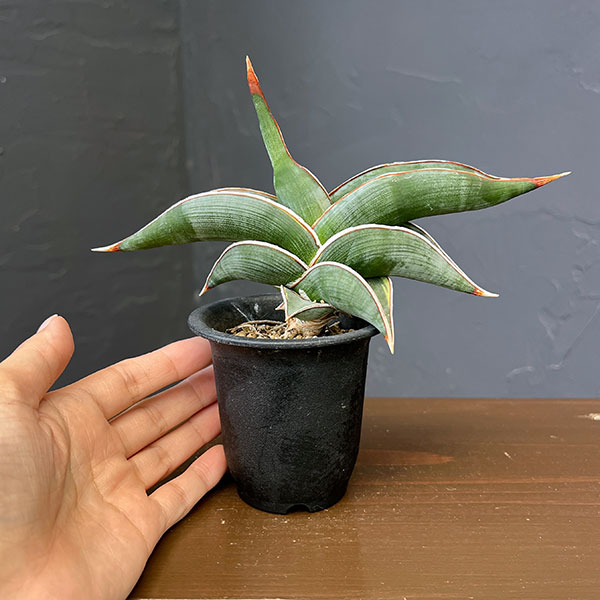 サンセベリア:ロリダ斑入り 2.5鉢植えNo.1