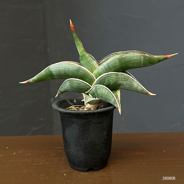 サンセベリア:ロリダ斑入り 2.5鉢植えNo.1