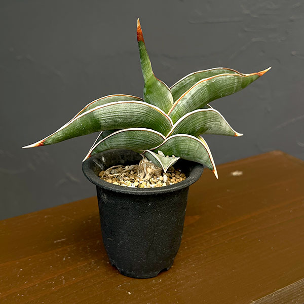 サンセベリア:ロリダ斑入り 2.5鉢植えNo.1