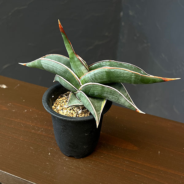 サンセベリア:ロリダ斑入り 2.5鉢植えNo.1