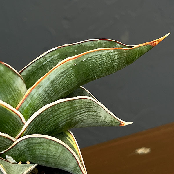 サンセベリア:ロリダ斑入り 2.5鉢植えNo.1