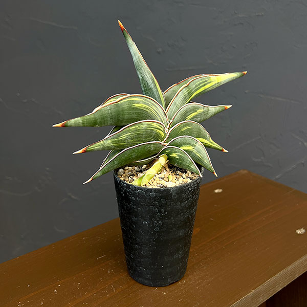 サンセベリア：ロリダ斑入　3号鉢植え