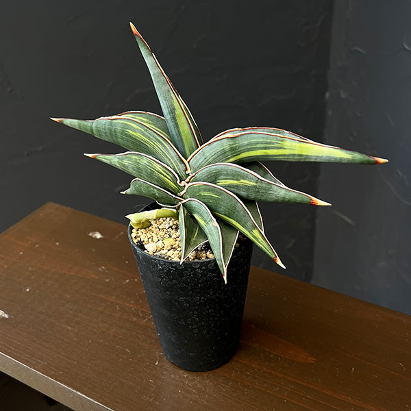 サンセベリア：ロリダ斑入　3号鉢植え