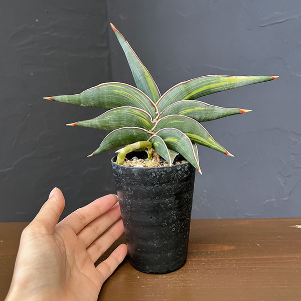 サンセベリア：ロリダ斑入　3号鉢植え